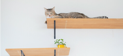 キャットウォーク