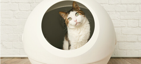 ペット用トイレエリア